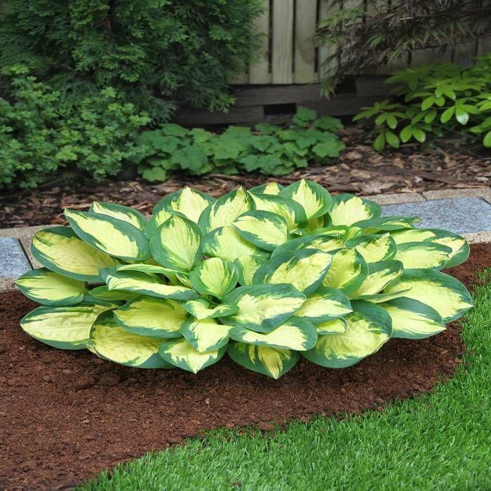 Hosta Popcorn  (8017)